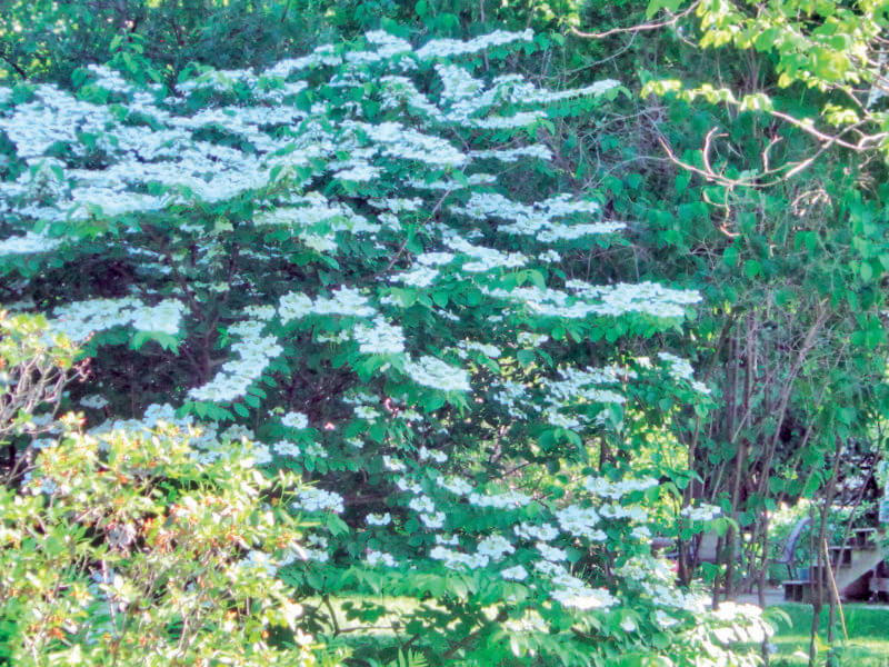 Viburnum plicatum or doublefile