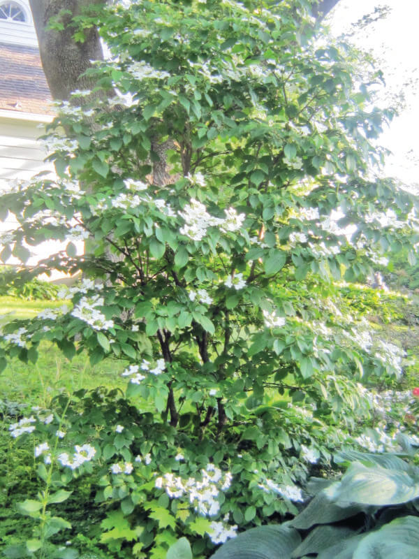Viburnum plicatum or summer snowflake.