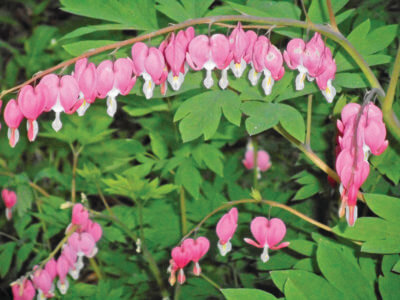 Photos by Deborah J. Benoit. A shade garden favorite, bleeding hearts come in a variety of colors, grow 2 to 3 feet tall and wide and bloom for four to six weeks each spring, attracting butterflies, hummingbirds and other pollinators.
