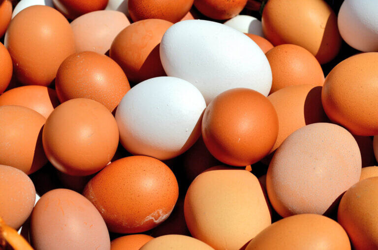 Explore abundant joys of eating eggs at senior center