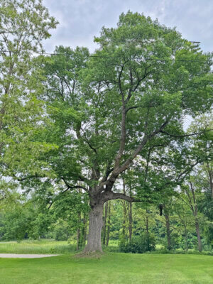 Photo by Vince Crockenberg. Charlotte’s champion white ash on the southwest corner of Thompson’s Point and Lake roads. The tree is protected from emerald ash borer infestation, and certain death, by regular insecticide injections donated by Greg Ranallo’s Teacher’s Tree Service of Charlotte. While emerald ash borer has not yet been detected in Charlotte, it typically takes three-to-five years before an infected tree shows symptoms, and infections have been confirmed in Shelburne and South Burlington.