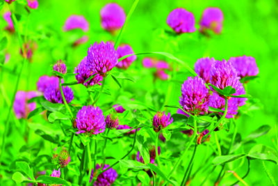 Photo by Couleur/Pixabay. Red clover, the state flower of Vermont, is a versatile plant used for everything from cover cropping to culinary dishes.