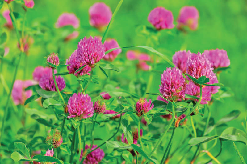 Photo by Couleur/Pixabay.
Red clover, the state flower of Vermont, is a versatile plant used for everything from cover cropping to culinary dishes. 