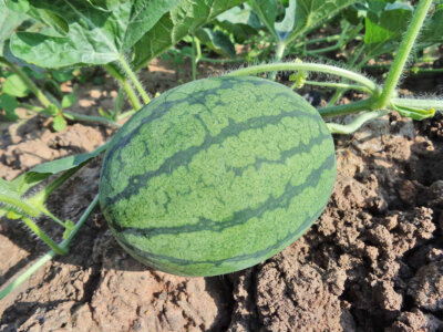 Photo by Pun Kaset/Pixabay. Ideal growing conditions for watermelons are nutrient-rich, well-draining soil and a location that receives at least six hours of direct sun daily.