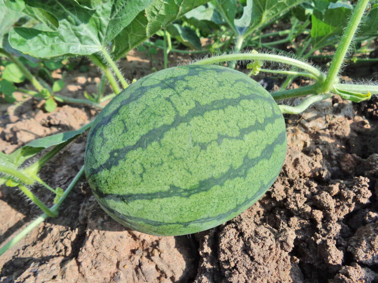 Growing watermelon