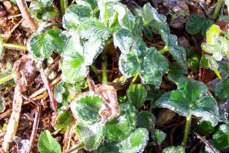During spring frosts, growers apply irrigation to protect strawberry blossoms because as ice forms it gives off heat.
