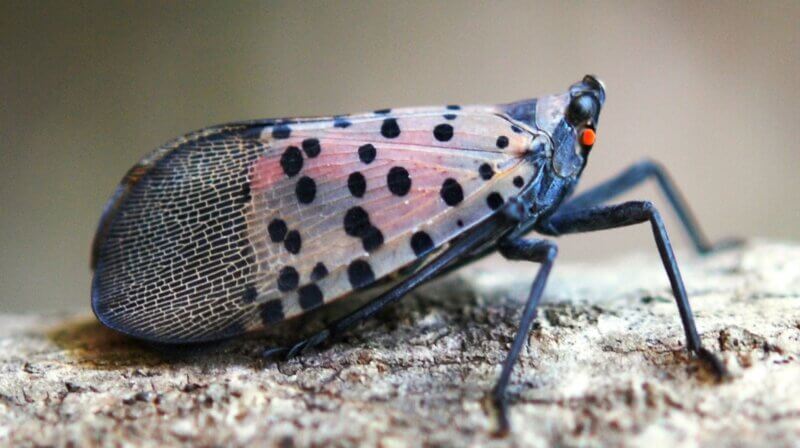 Photo by Lawrence Barringer, Pennsylvania Department of 
Agriculture/bugwood.org.
The spotted lanternfly, while not yet established in Vermont, has been found in neighboring states and may soon spread into the state.