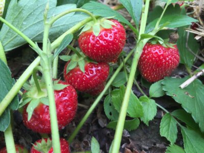 Photo by Vern Grubinger/UVM Extension Strawberries are the first fruit to ripen on local farms in Vermont with June-bearer varieties available to pick in June.