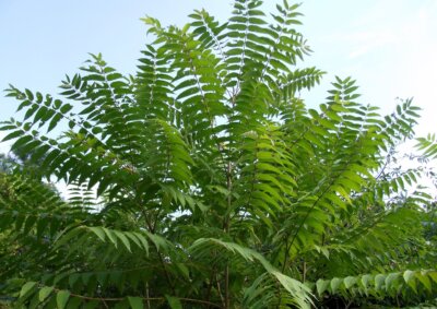 Photo by Richard. Gardner/bugwood.org Outdoor recreationists are asked to report any sightings of the tree-of-heaven, which is one of the preferred hosts of the spotted lanternfly, an invasive pest.