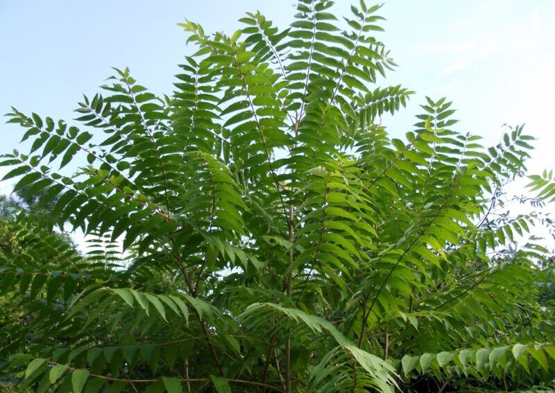 Photo by Richard. Gardner/bugwood.org
Outdoor recreationists are asked to report any sightings of the tree-of-heaven, which is one of the preferred hosts of the spotted lanternfly, an invasive pest.
