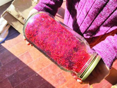Photo by Spencer Robb Newbury farmer Jette Mandl-Abramson holds a mason jar of cured saffron in 2025.