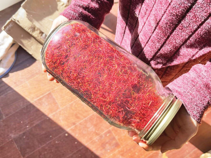 Photo by Spencer Robb Newbury farmer Jette Mandl-Abramson holds a mason jar of cured saffron in 2025.