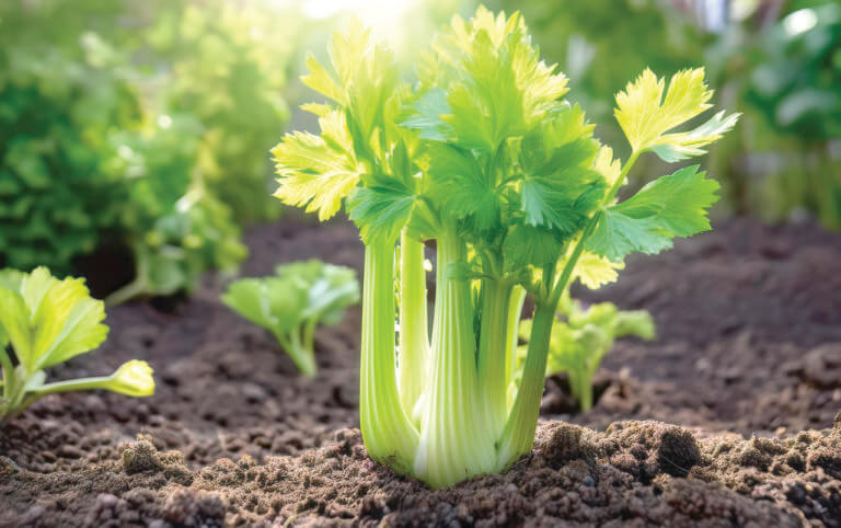 Celery: Actually quite a bit more than Kalamazoo chew