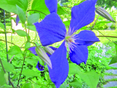 Clematis jackmanii