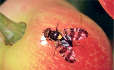 Photo by Alison Morris/bugwood.org. The European cherry fruit fly adult is about 4 to 5 millimeters long with a shiny black body and distinctive yellow markings.