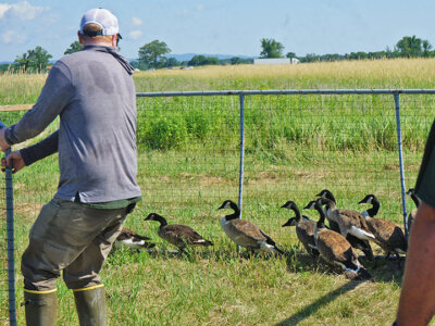 Volunteers corralling geese into a pen.Photos by Maeve Fairfax