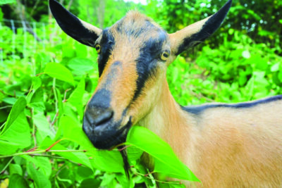 Photos by Lindsey Papasian. Mid-snack, a goat pauses to assess an approaching camera.