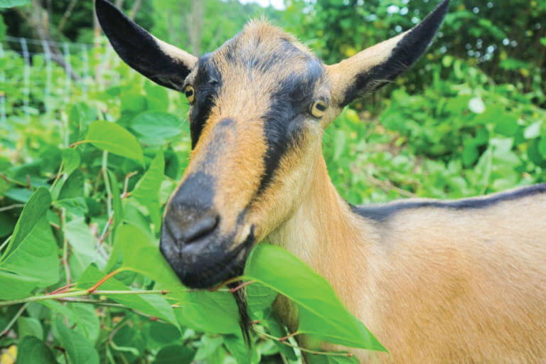 Fighting knotweed by letting goats pig out