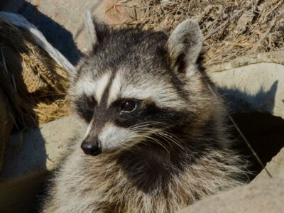 Photo by Franco Folini, Wikimedia Commons. A common raccoon spotted in California.