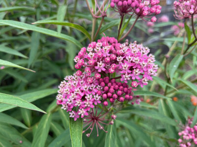 Photos by Bonnie Kirn Donahue Swamp milkweed, which is taller with thinner leaves than common milkweed, grows best in full sun and medium to wet soils.