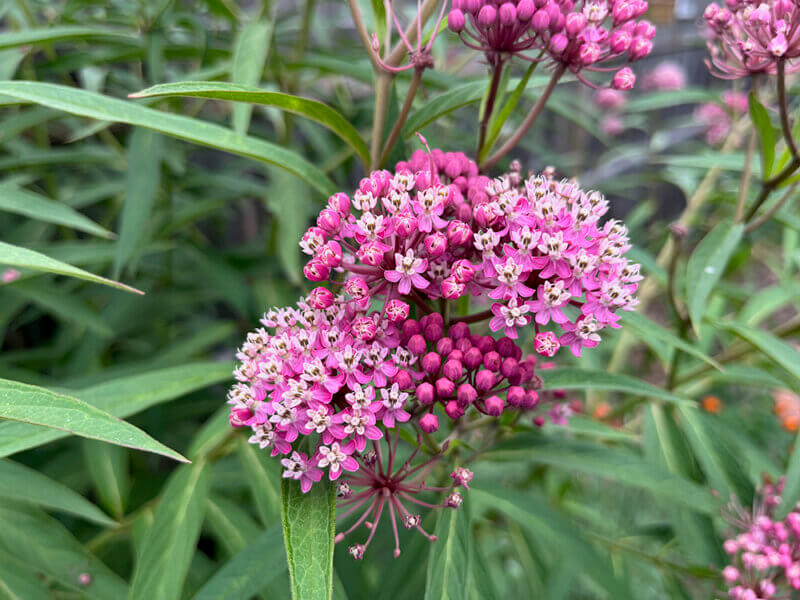 Photos by Bonnie Kirn Donahue Swamp milkweed, which is taller with thinner leaves than common milkweed, grows best in full sun and medium to wet soils.