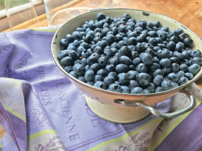 Photos by Dorothy Grover-Read. After a visit to a pick-your-own farm, one can start dreaming of the delights to come from the kitchen. Pies? Pancakes? Muffins? It’s all delicious and seasonal, but the berries also freeze well for enjoyment in winter.