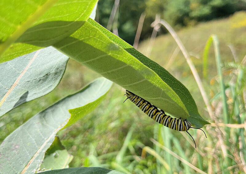 The leaves of the milkweed plant are the primary food source for monarch caterpillars.