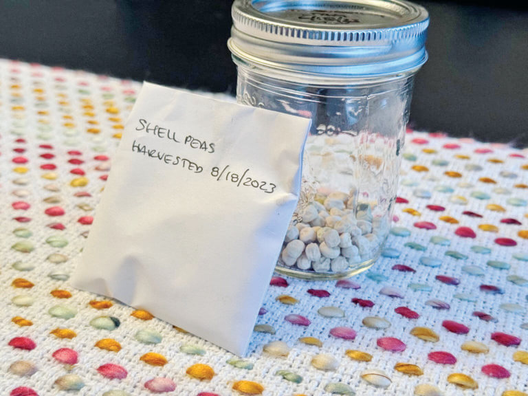 Saving seeds from vegetable crops is fun and easy