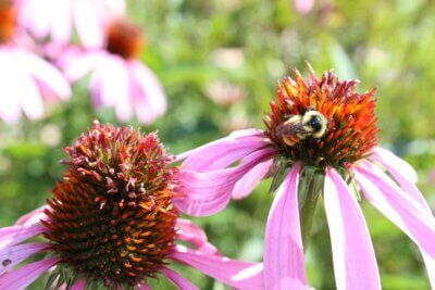 Photo by Deborah J. Benoit. With their colorful blooms and abundant supply of nectar and pollen, coneflowers attract a wide variety of pollinators, including bees, butterflies and even hummingbirds.