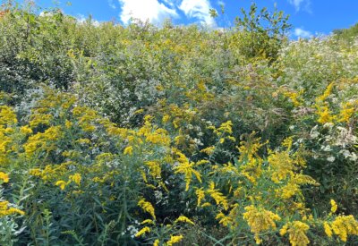 Photo by Bonnie Kirn Donahue. Goldenrod, which is commonly found in roadsides and fields, is an important host plant for caterpillars and a food source for caterpillars, butterflies, bees and other pollinators.