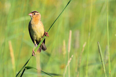 Photo courtesy Allan Strong. A female bobolink.