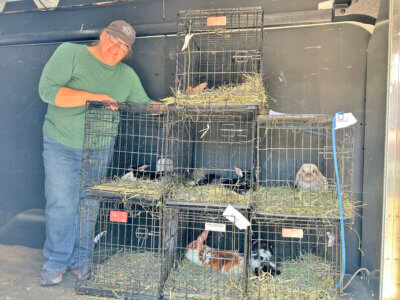 Photo by Scooter MacMillan. Era MacDonald stands with the cages of the five rabbits that were rescued from a home south of Rutland on Aug. 12.