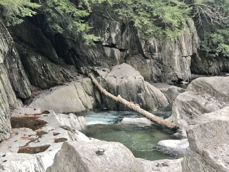 Placing trees in streams helps fish, protects from flooding