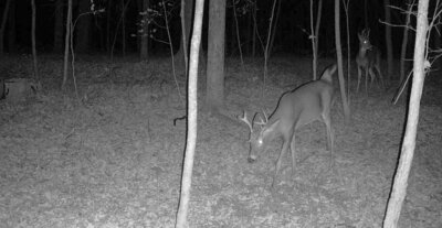 Courtesy photo. A game camera captures two bucks, a scene that will pique a deer hunter’s interest.