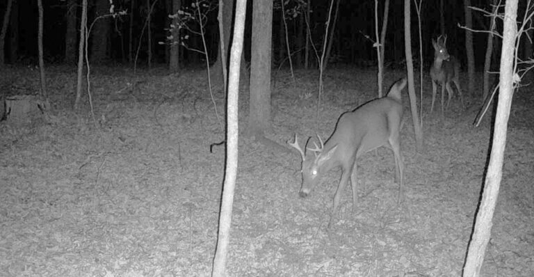 As Sturgeon Moon approaches, hunters’ hearts race