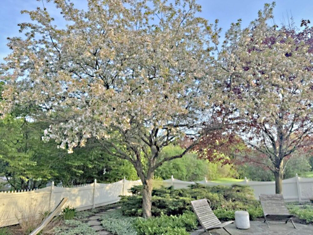 Photos by Amy Simone. A flowering crabapple is an attractive addition to any landscape, displaying fragrant flowers in spring leading to berries later in the season for wildlife.