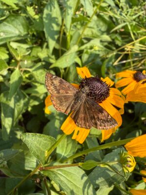 Photo by Alexandra Z. Lazar. A close-up photo was possible because a moth was completely preoccupied with getting as much nectar as possible from some black-eyed Susans.