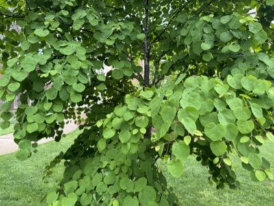 Photo by Amy Simone. Trees with unique leaf shapes are like artwork for the landscape, making them a good choice for any yard.