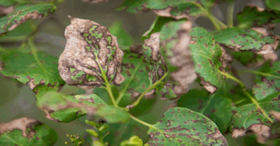 Photo by Ann Hazelrigg. Lilac leaf blight symptoms start as brown spots on the foliage that begin at the leaf edges with the spots growing together as the infection progresses, causing the leaves to curl and eventually drop off the plant.