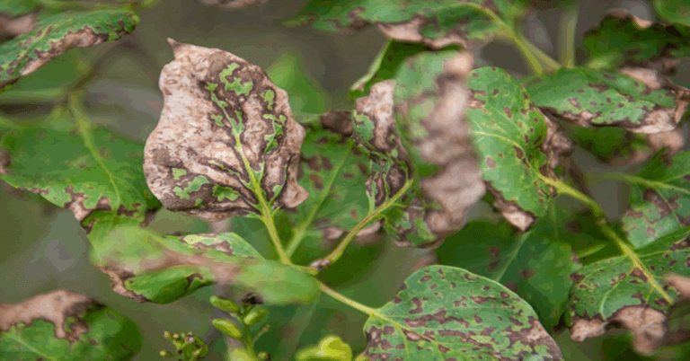 Removing stresses helps plants deal with lilac leaf blight