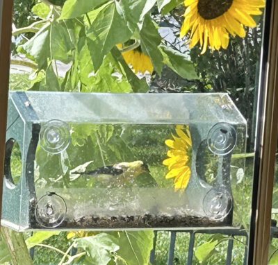 Photo by Margaret Woodruff. A goldfinch visits the library bird feeder.