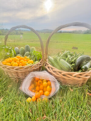 Photo by Bradley Carleton. Sometimes a wild-goose chase yields vegetables.