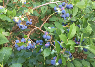 Blueberries are best picked when they are a deep, even blue color, feel plump and come off the stem easily.