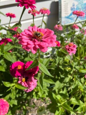 Photo by Margaret Woodruff. A bumblebee enjoys the sunny zinnias at the Charlotte Library.